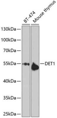 Western Blot: DET1 AntibodyBSA Free [NBP2-92595]